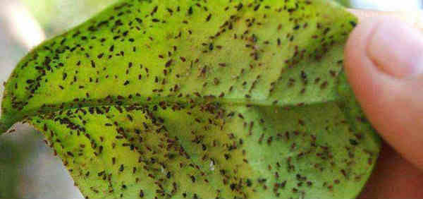aphid fungus