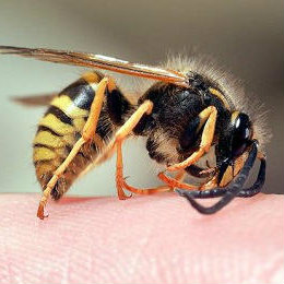 asian giant hornet dangers