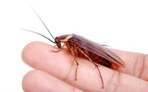 cockroach sting