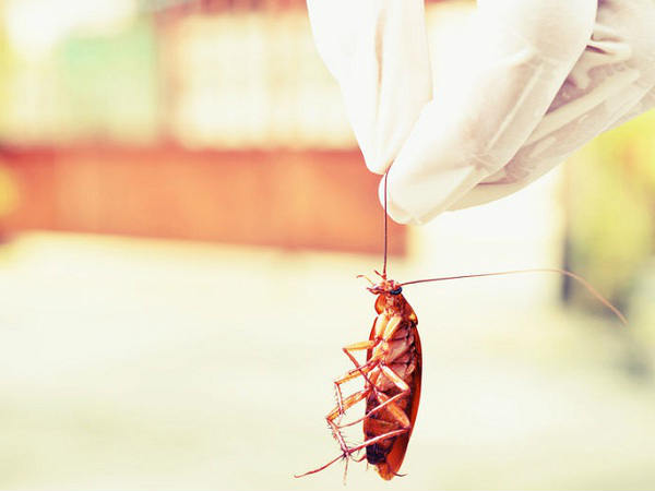 cockroach sting how to avoid it