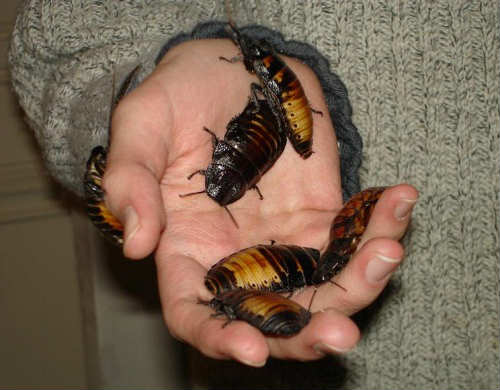 cockroaches bite