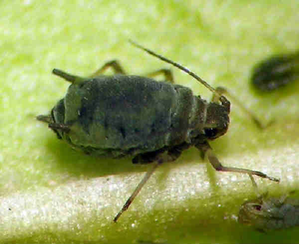 cowpea aphid