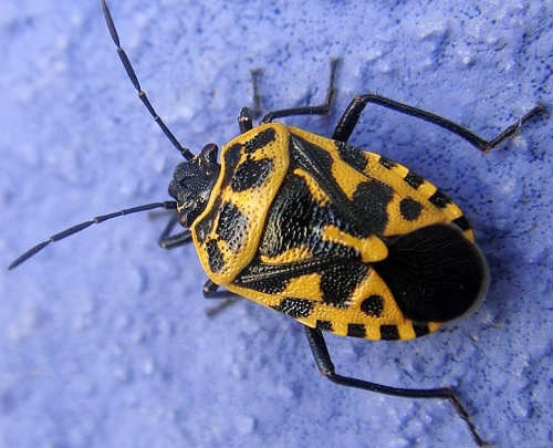 harlequin bug