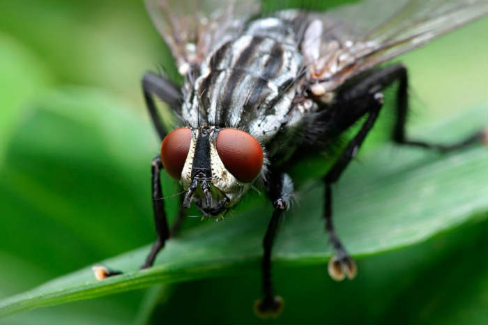 homemade tricks to scare away flies