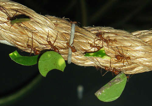 leafcutter ant
