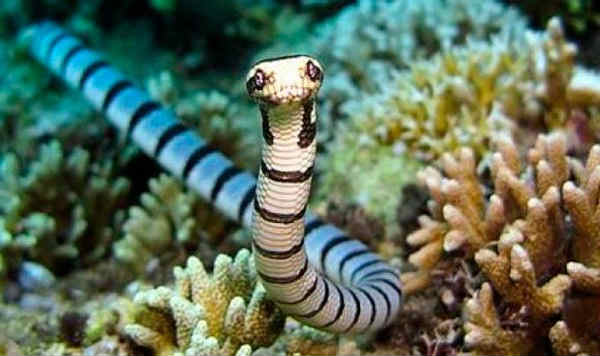 sea snakes