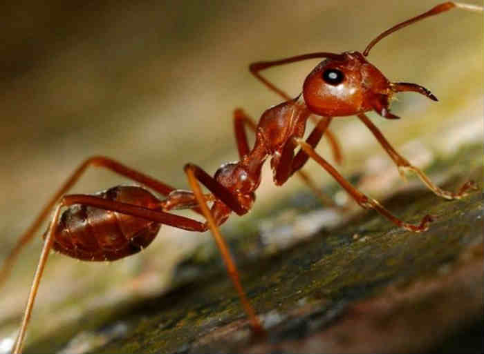 3 Things that scare away ants