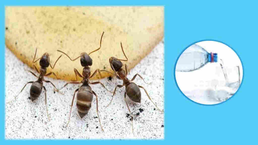 3 homemade tricks to avoid ants