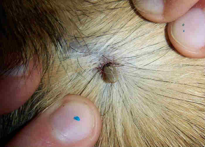 Diseases that a tick can transmit to your pets