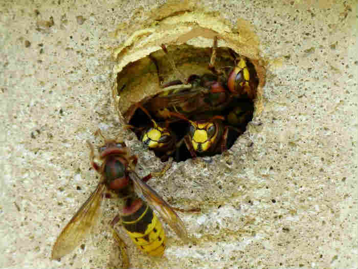 Effective techniques to kill wasps