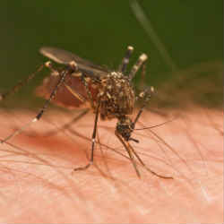 Home solutions to eliminate mosquitoes