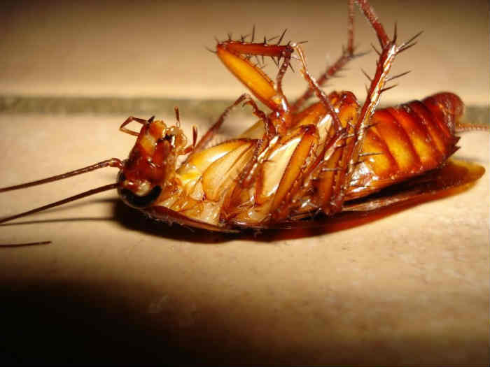 Homemade tricks to get rid of cockroaches