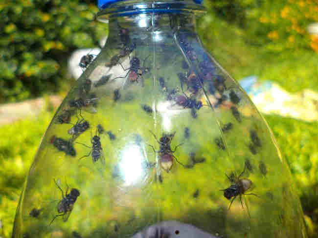 How to avoid an invasion of flies with natural treatments