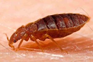 How to know if there are bed bugs at home?