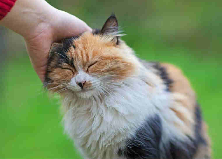 Remove ticks from cats with 3 simple tricks