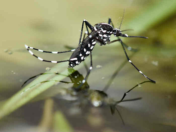 TIGER MOSQUITO » What it is, where it is and how to fight its sting