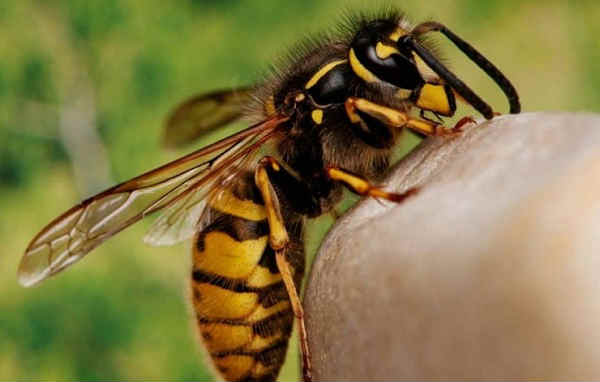 WASP STING » How to identify it, avoid it and what to do if it happens