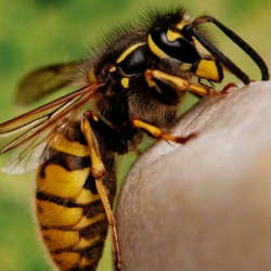 WASP STING » How to identify it