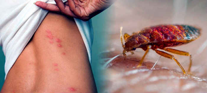 curiosities about bed bugs