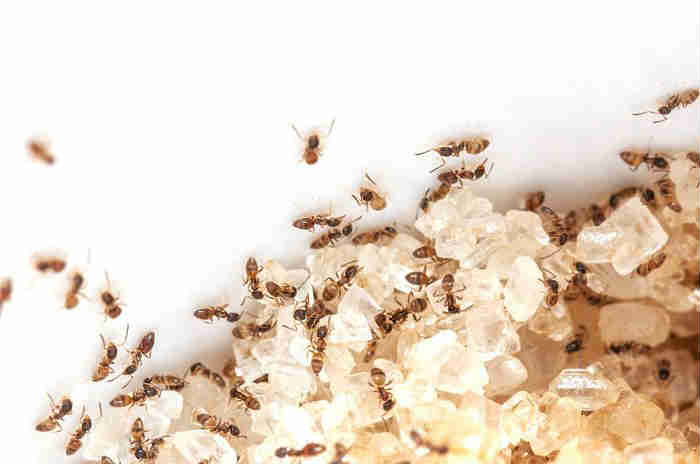 home tricks to avoid ants