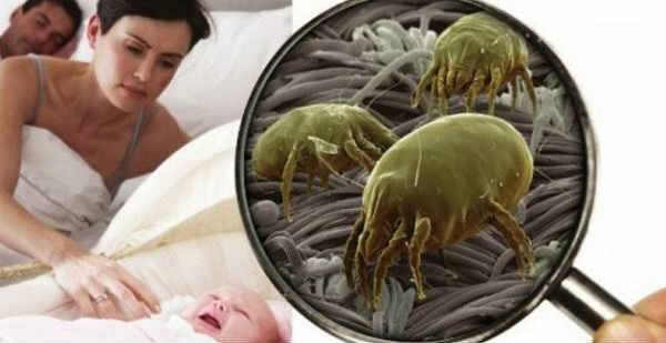 how to avoid mite bites