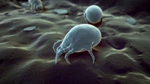 positive things about mites